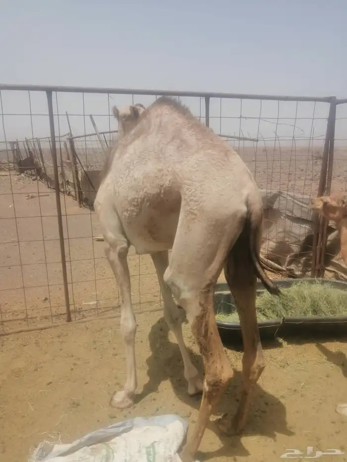 بكره مفروده طيبه للبيع 0