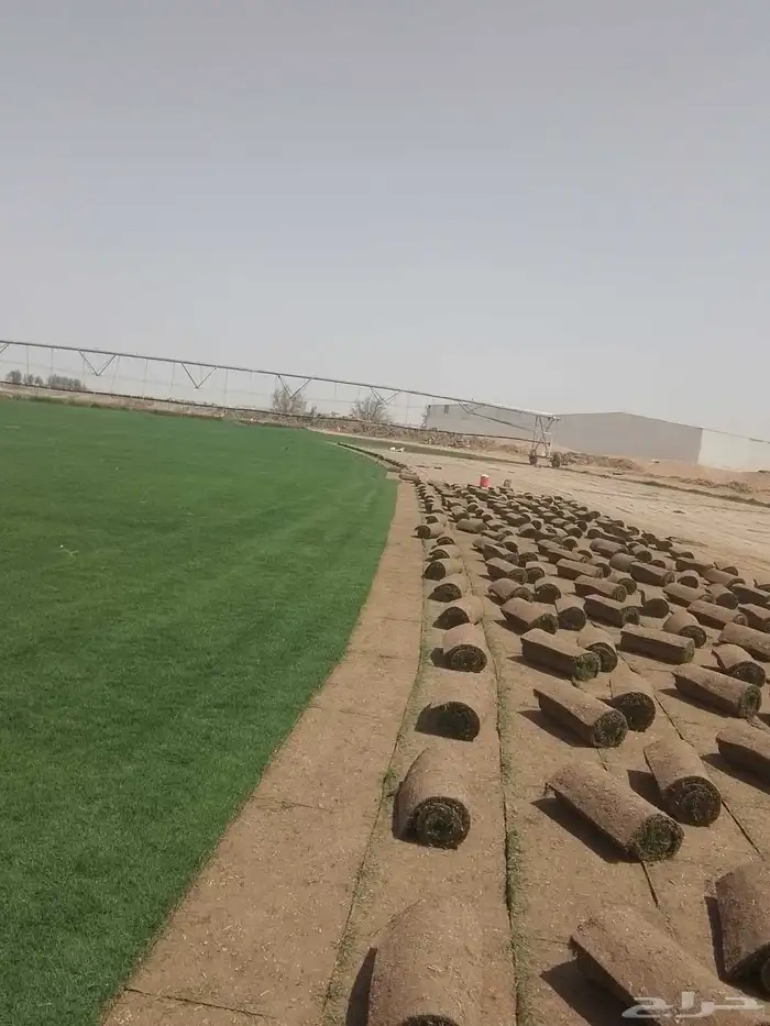 نجيل طبيعي 0