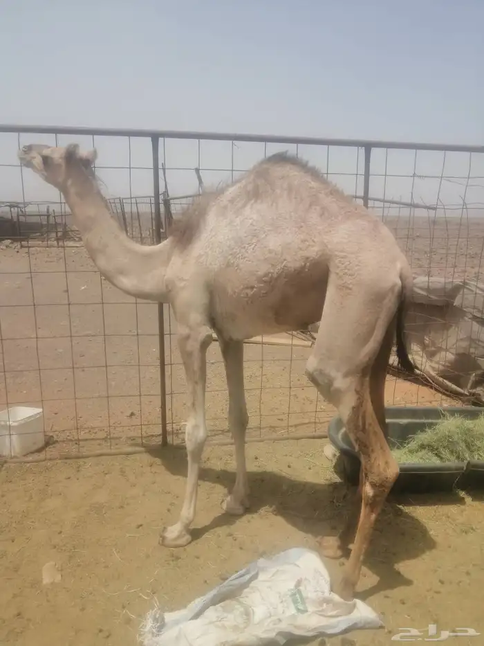 بكره مفروده طيبه للبيع 2