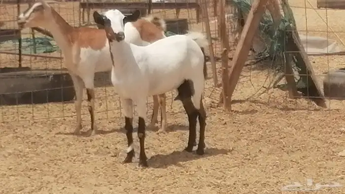 جفار بيشيات صنف جنب دفيع كحل فواخر 6