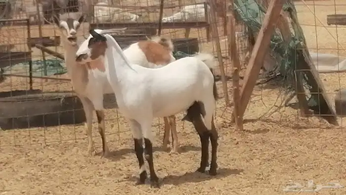 جفار بيشيات صنف جنب دفيع كحل فواخر 3