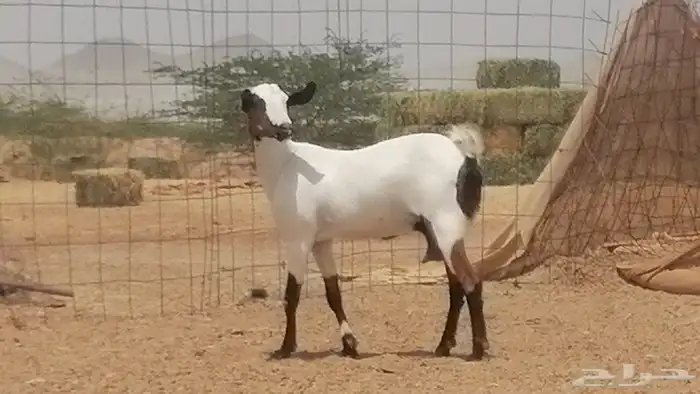 جفار بيشيات صنف جنب دفيع كحل فواخر 12