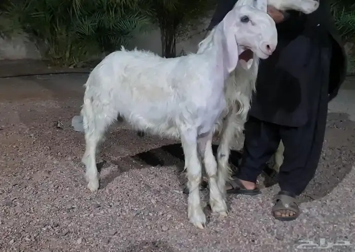 مشروع فحل نجدي 1