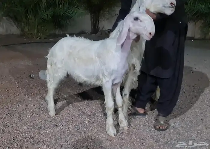 مشروع فحل نجدي 2