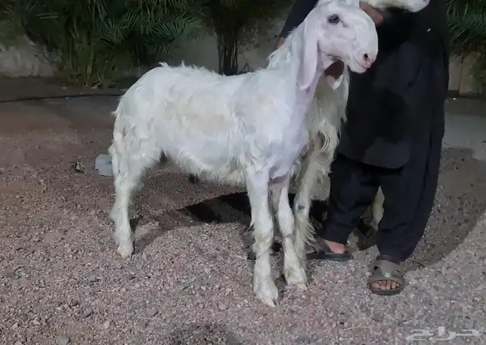 مشروع فحل نجدي 0