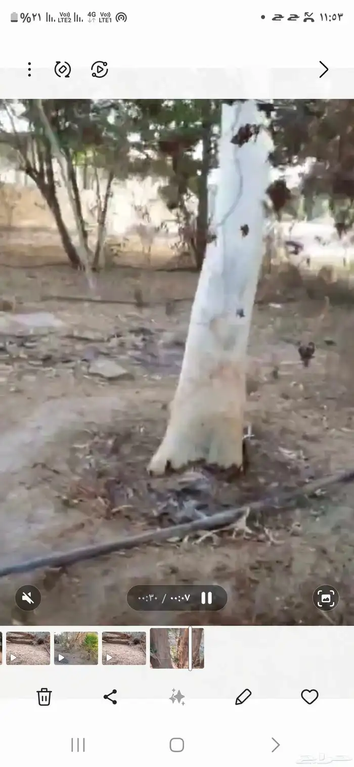 مزرعة للإيجا 6