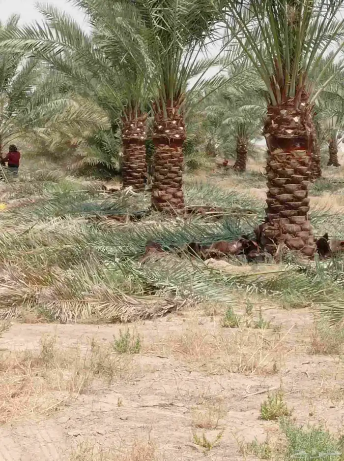 نخل للبيع جميع انواع النخيل متوفره لدينا 9