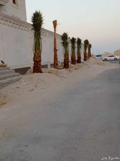 نخل للبيع جميع انواع النخيل متوفره لدينا index