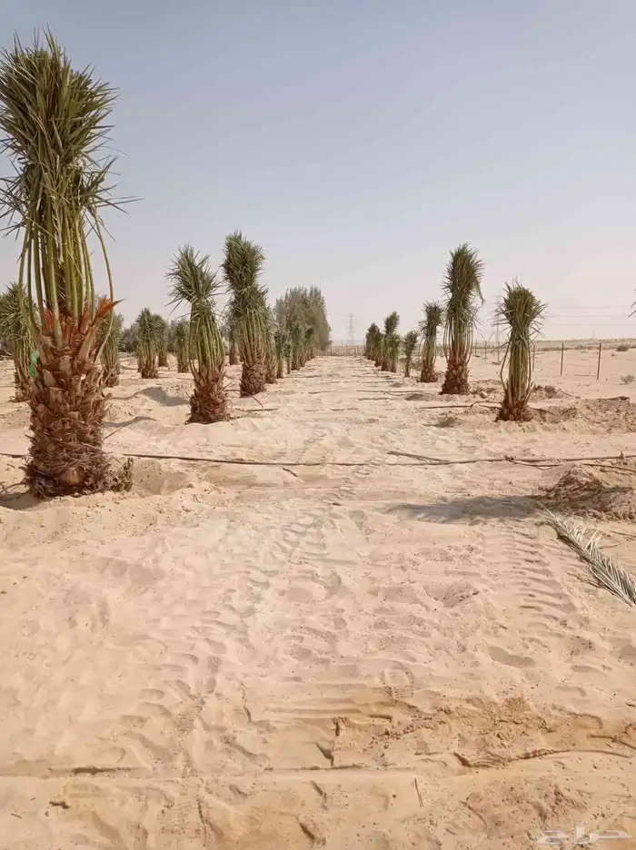 نخل للبيع جميع انواع النخيل متوفره لدينا 5