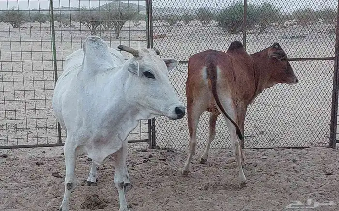 بقرة وحسيلة للبيع. 1