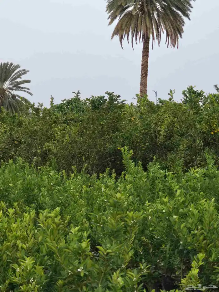 عروض علي أشجار الحمضيات 13