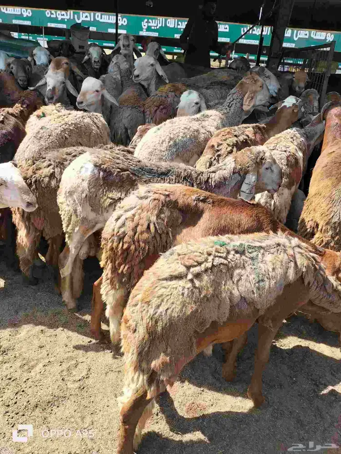 غنم سواكن حمر 0