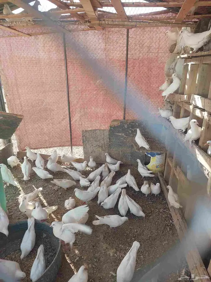 حمام فرنسي نظيف ابيع نص وابقي نص يمكن 20 جوز للبيع 1