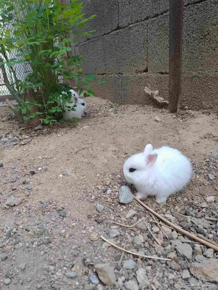 فروخ ارانب قزميه 3
