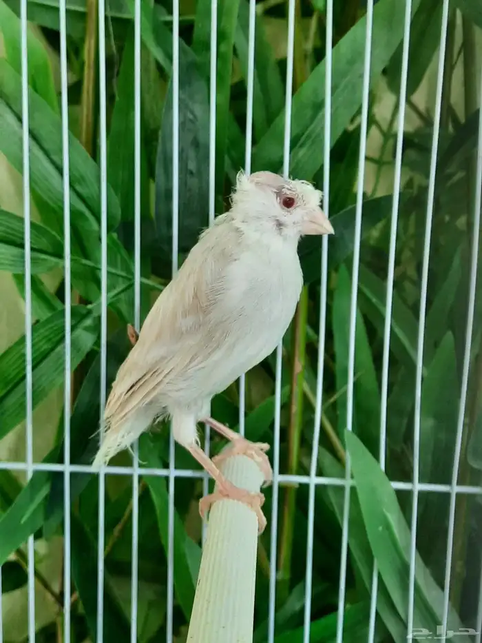 إناث كناري 6