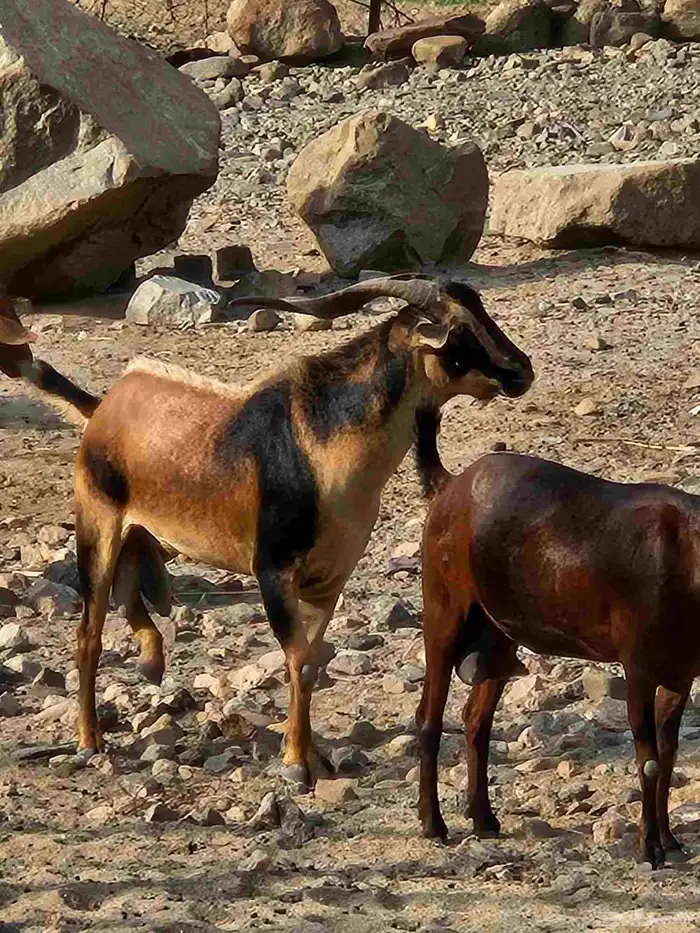 فحل رباع حار وانتاجه من 2 كفوو ومشروط 2