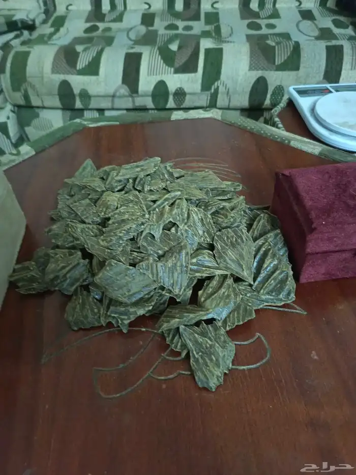 عوده كلمنتان 4