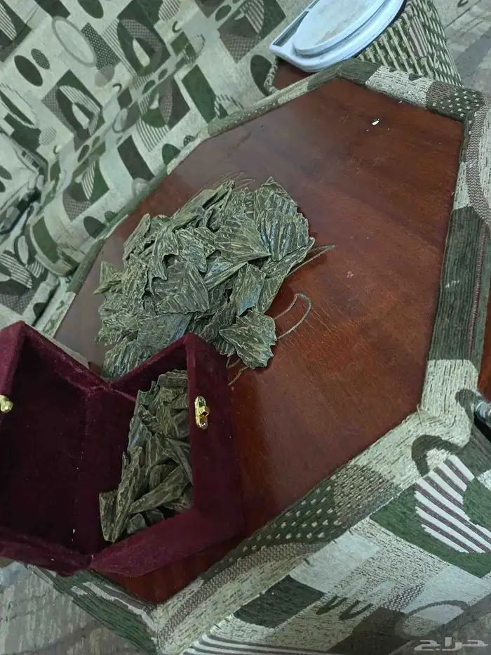 عوده كلمنتان 3