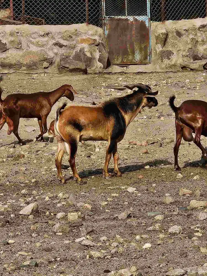 فحل رباع حار وانتاجه من 2 كفوو ومشروط 1