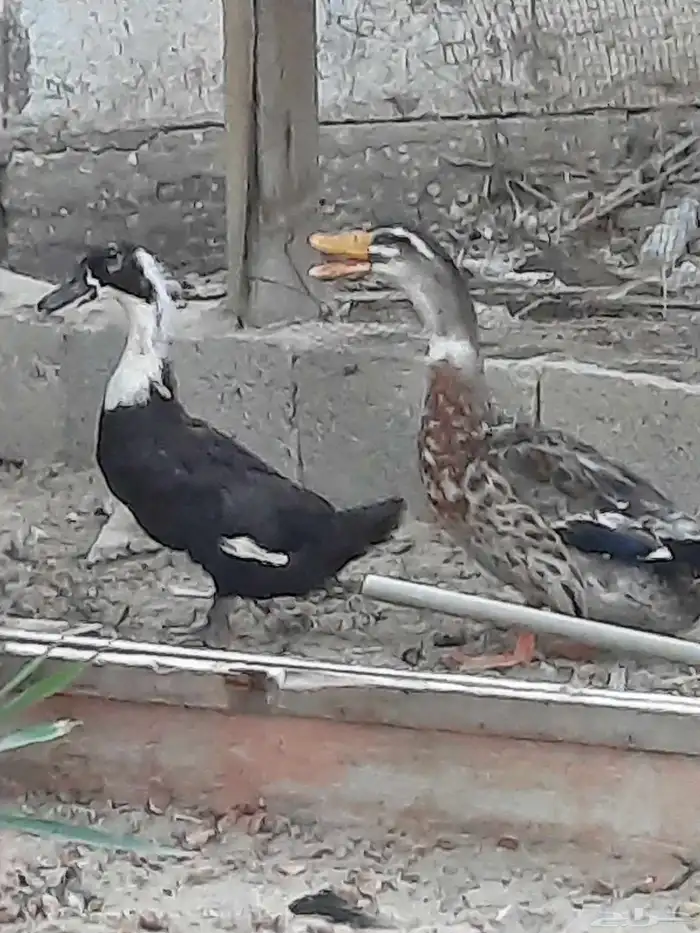 بط بكيني 1