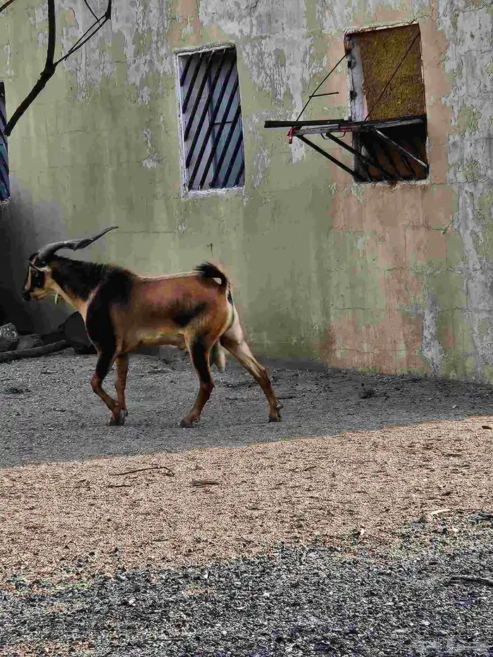 فحل رباع حار وانتاجه من 2 كفوو ومشروط 0