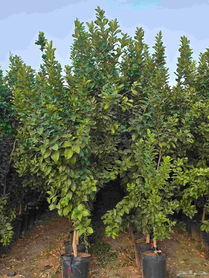 عروض علي أشجار الحمضيات 6