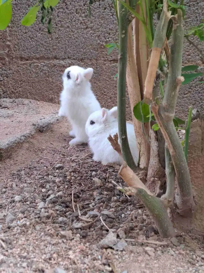 فروخ ارانب قزميه 0