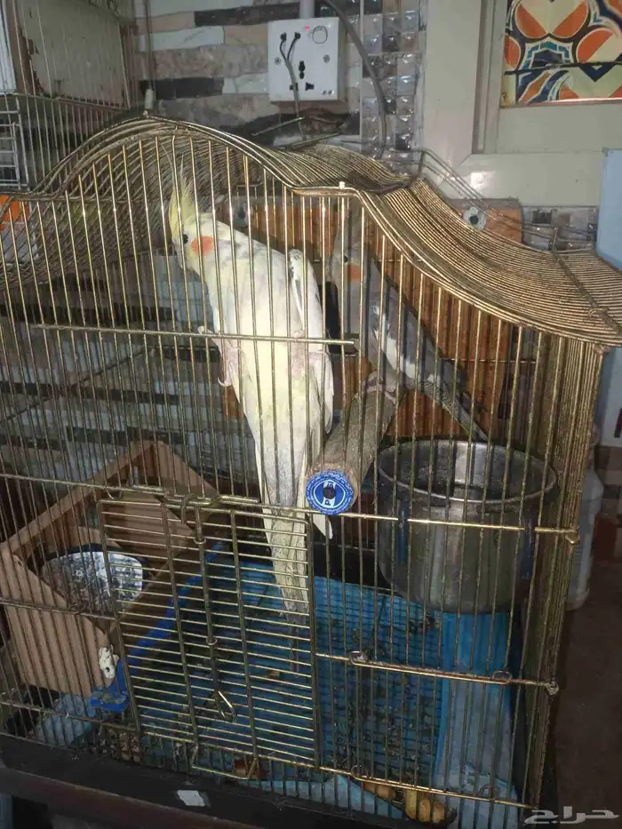 طيور للبيع 0