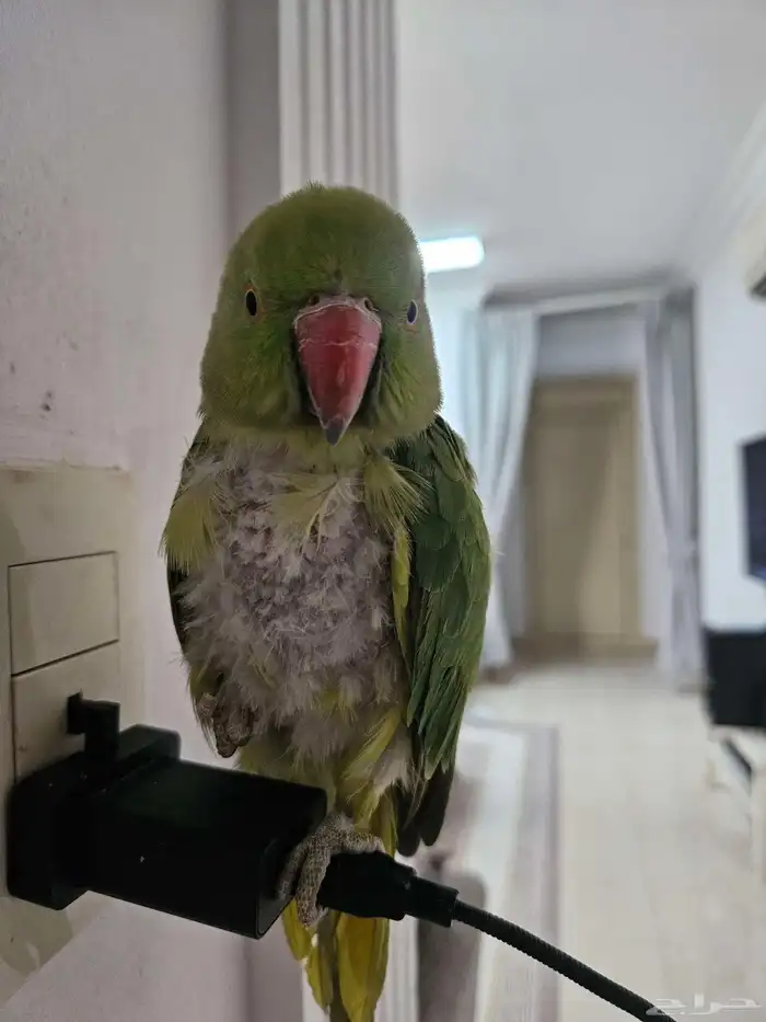 ببغاء درة للبيع اليف لا يعض عمره سنة ونصف انثى 0