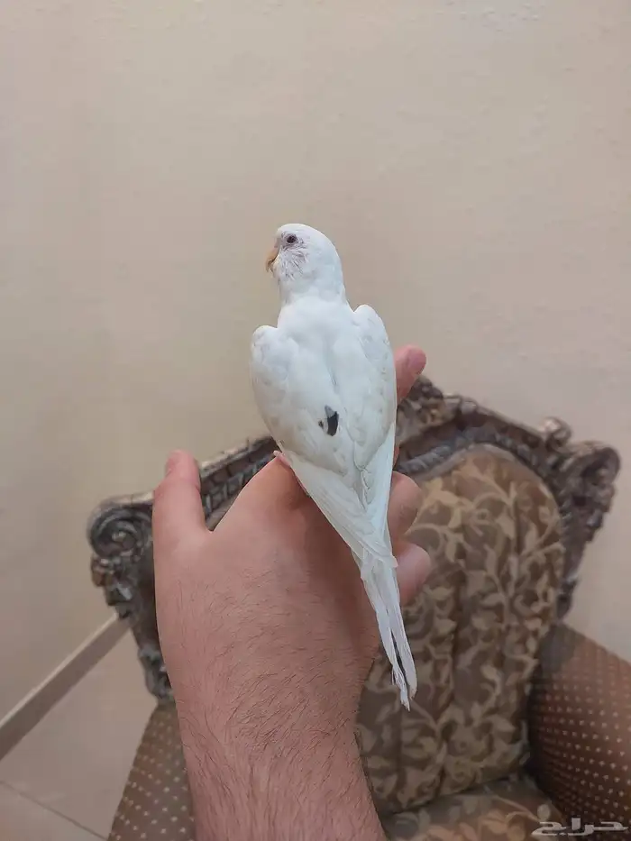 ذكر بادجي اليف وهدد داخلي نشبه و فرصه ليي يبغاه يتكلمم 3