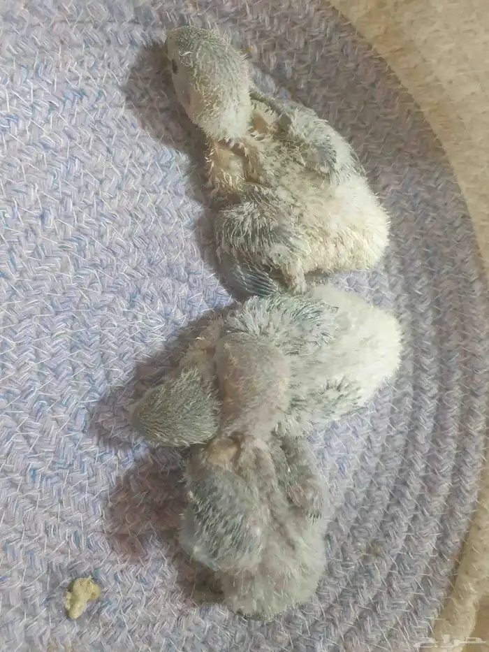 للبيع ثلاث فروخ روز 3