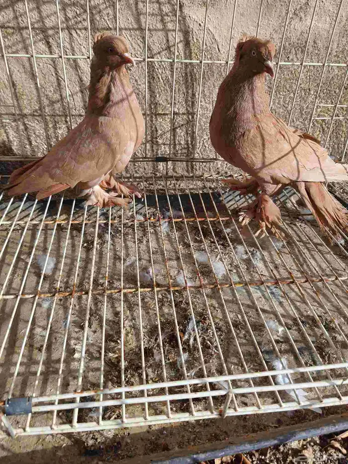 حمام خارجي بلجرشي 0