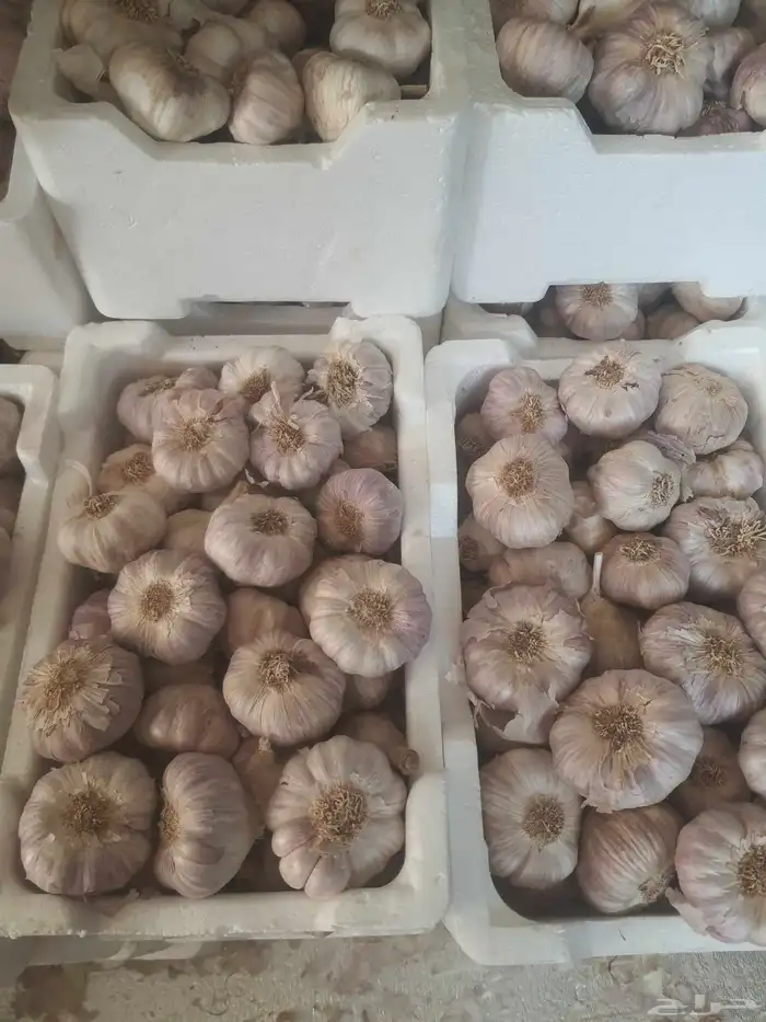 ثوم أحمر بلدى يوجد كميات ( فلينة _ كيلو _ طن ) 0