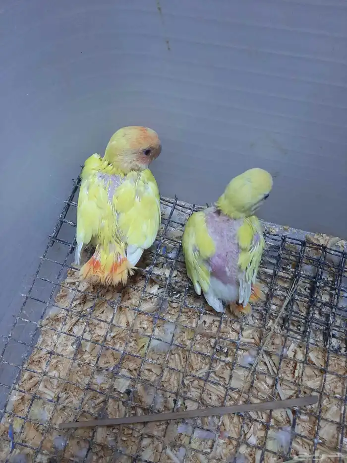 للبيع روز فروخ غر الموقع الاحساء المبرز 0