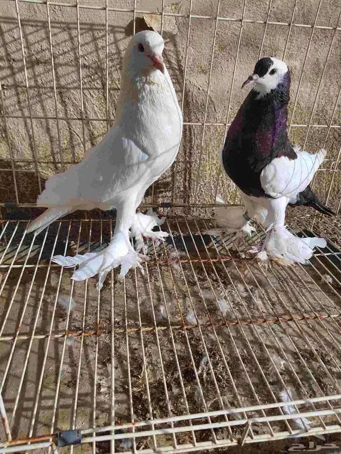 حمام خارجي بلجرشي 3