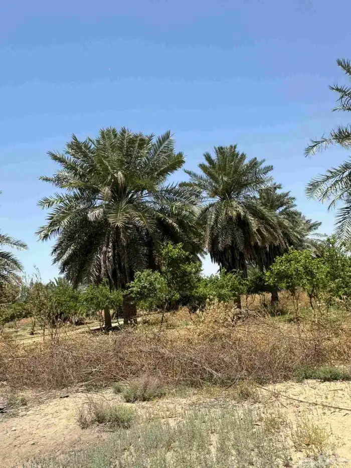 ارض زراعي للبيع الجبيل الصناعيه 0