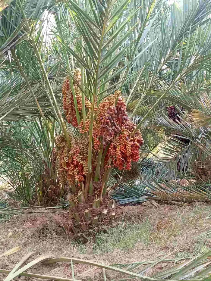 نخل مثمر للبيع من اجود مزارع القصيم والمدينه 0