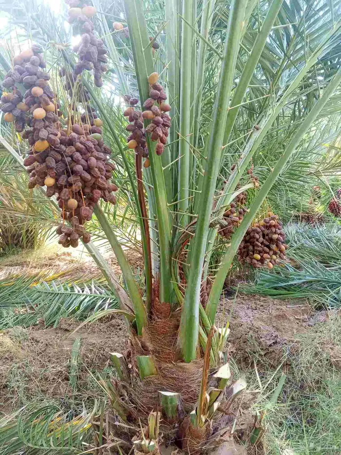 نخل مثمر للبيع من اجود مزارع القصيم والمدينه 2