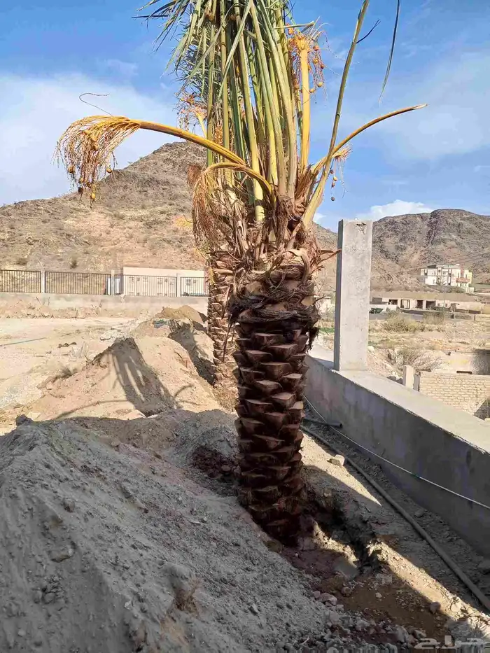 نخل للبيع في مكه الطائف جده بجميع انواعه وجميع المقاسات 1
