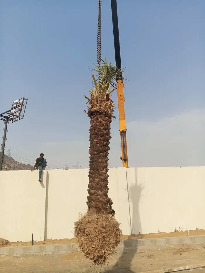 نخل للبيع في مكه الطائف جده بجميع انواعه وجميع المقاسات 7
