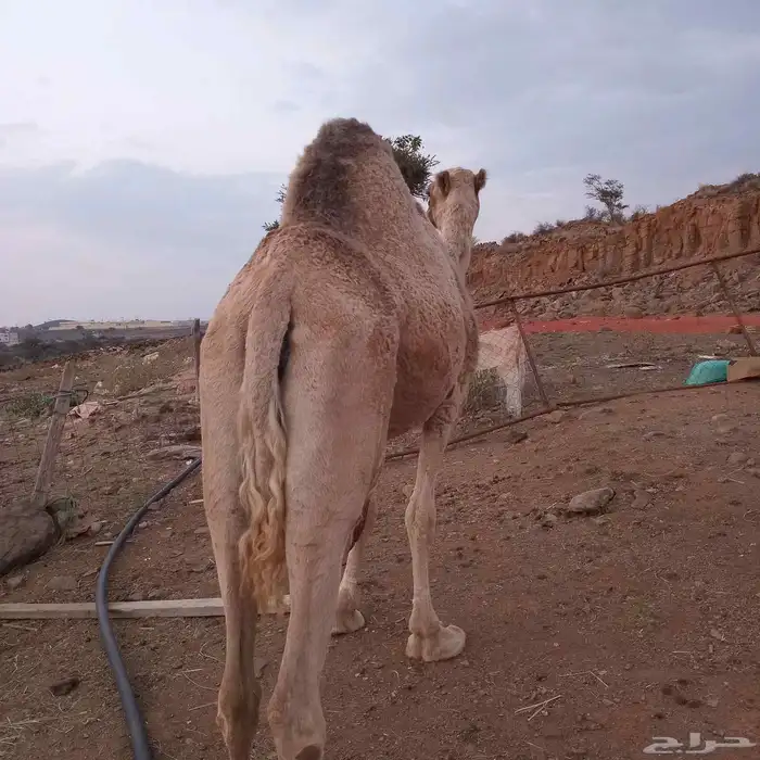 ناقه حايل للبيع 0