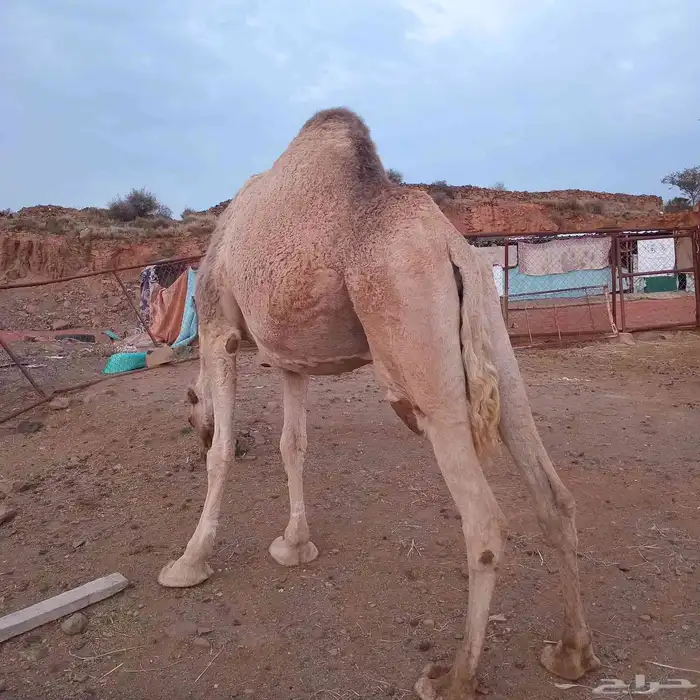 ناقه حايل للبيع 1