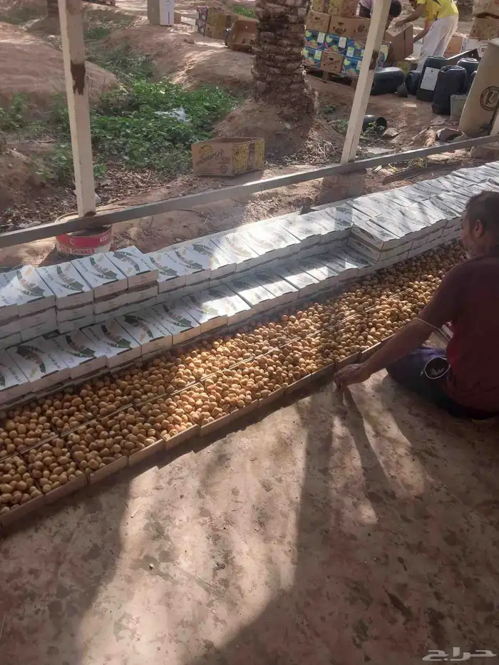 يوجد لدينا جميع انواع التمور 1