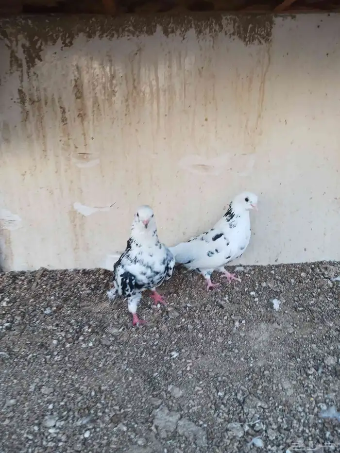 جوزين قطايف أبطال تب 3