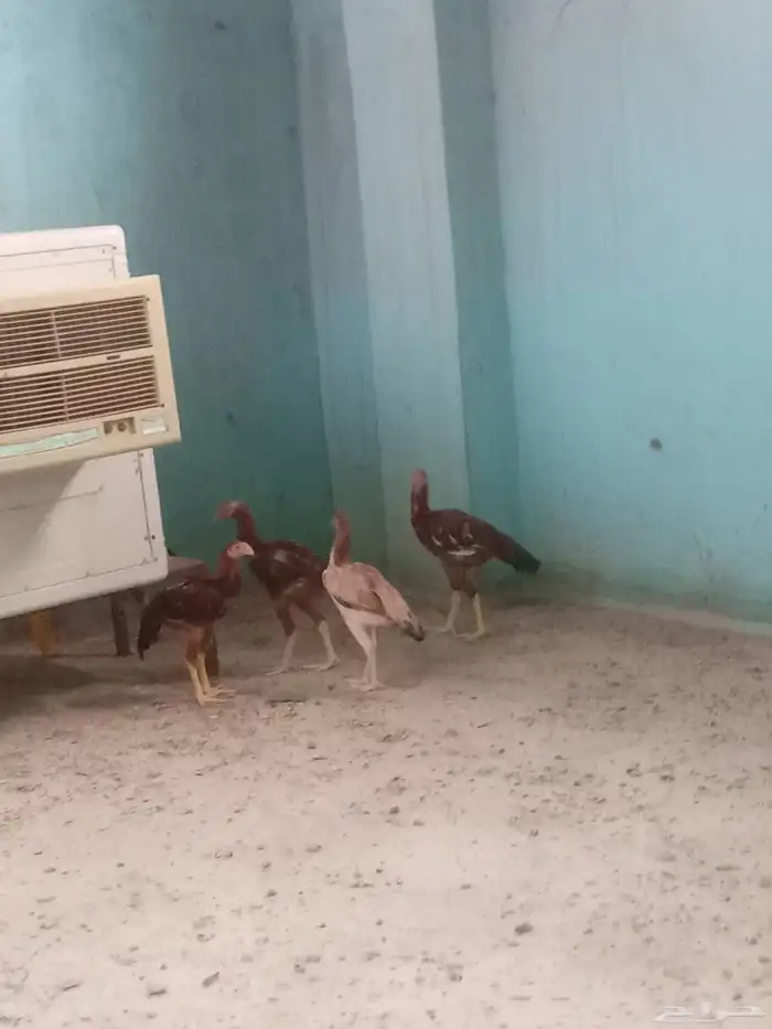 دجاج بكستاني 3