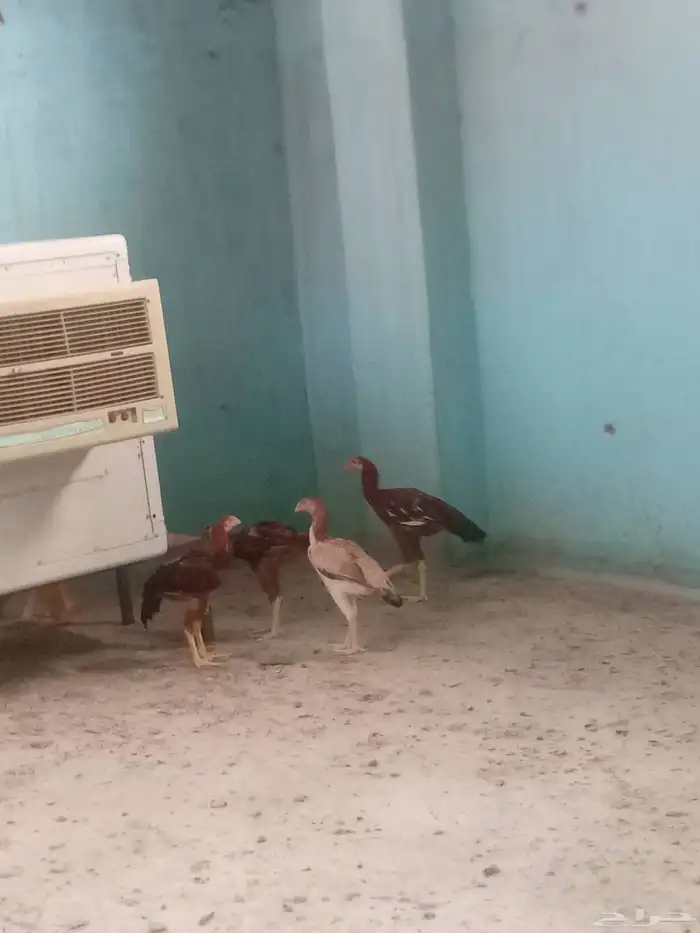 دجاج بكستاني 0