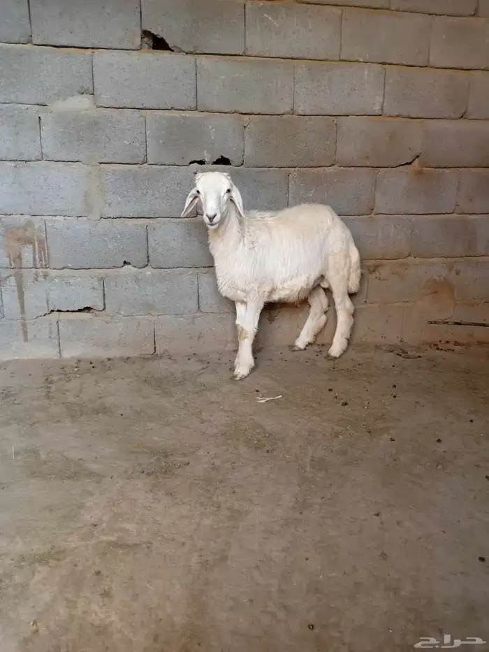 طلي ذبيحه العمر 6شهور 0