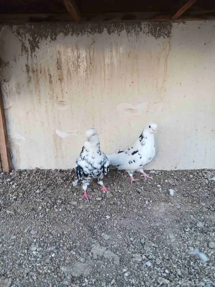 جوزين قطايف أبطال تب 7
