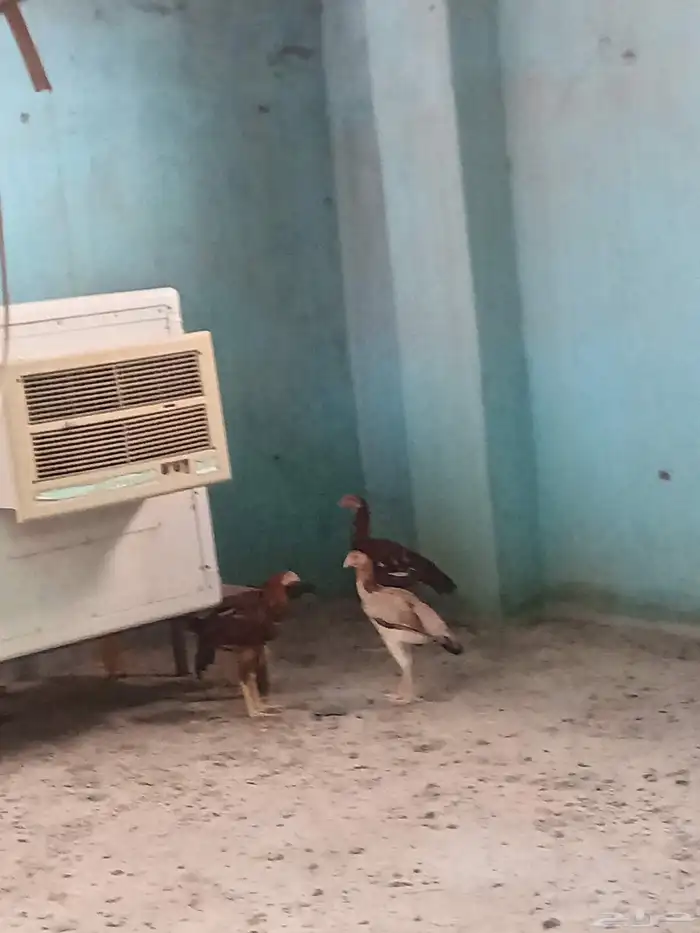 دجاج بكستاني 1