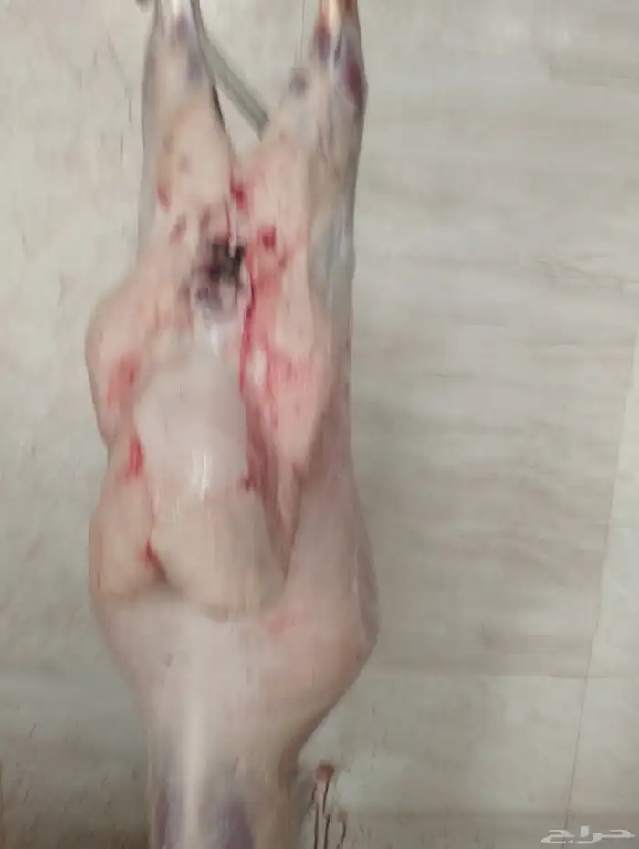 ذبائح 3